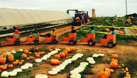 Choose From Over 80-Acres Of Pumpkins At The Charming Jaemor Farms In Georgia