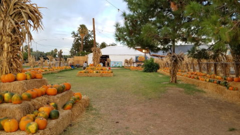 Pick Pumpkins, Go On A Hay Ride, And Pet Farm Animals At Mother Nature's Farm In Arizona
