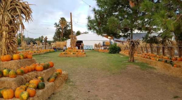 Pick Pumpkins, Go On A Hay Ride, And Pet Farm Animals At Mother Nature’s Farm In Arizona