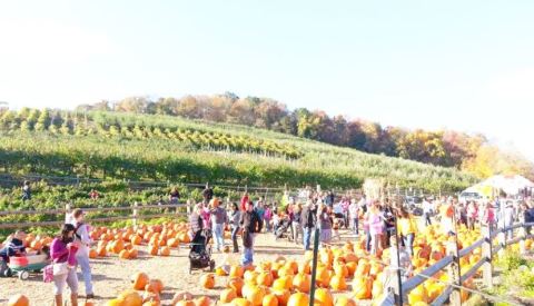 Win One Of The Thousands Of Free Pumpkins At Silverman Farm's Fall Fest In Connecticut