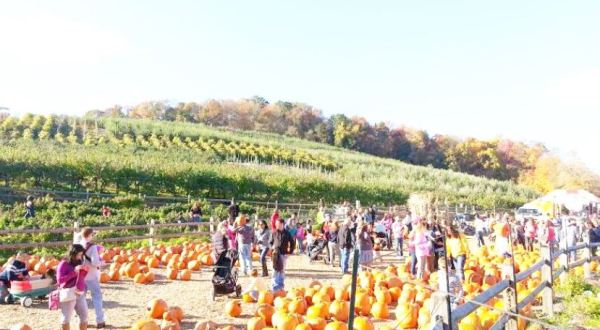 Win One Of The Thousands Of Free Pumpkins At Silverman Farm’s Fall Fest In Connecticut