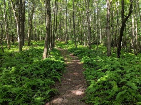 Hike Through An Abandoned 200-Year-Old Farm At Rhode Island's Sprague Farm Town Forest
