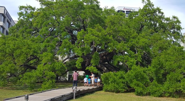 At Over 250 Years Old, The Treaty Oak Is One Of The Oldest Trees In Florida
