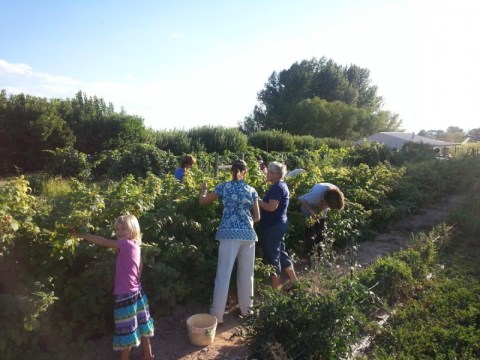 Visit Fruit Basket Orchards, A U-Pick Fruit Farm In Colorado