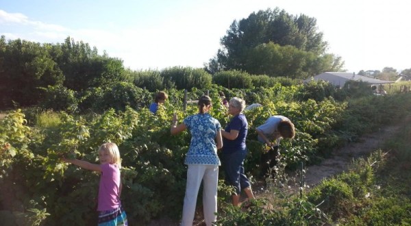 Visit Fruit Basket Orchards, A U-Pick Fruit Farm In Colorado