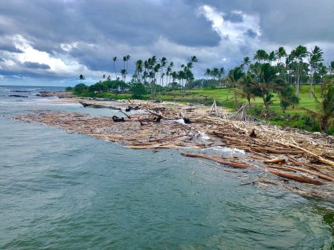 Driftwood Litters The Shore At Hawaii's Unique Wailua Beach