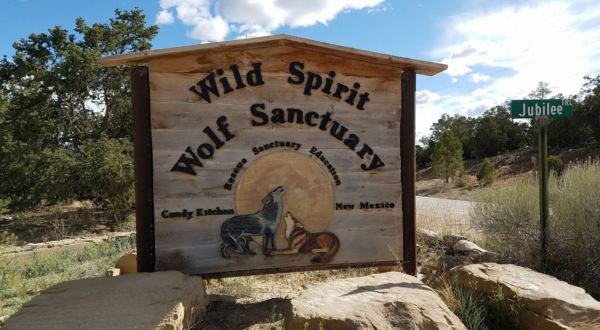 Not Many People Know About This Wolf Sanctuary Right Here In New Mexico