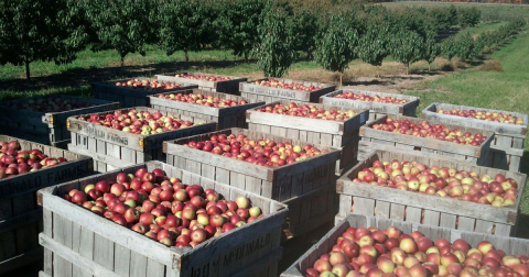 These 4 Charming Apple Orchards In West Virginia Are Great For A Fall Day