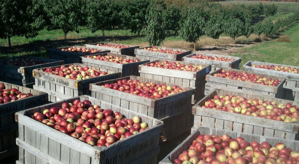 These 4 Charming Apple Orchards In West Virginia Are Great For A Fall Day