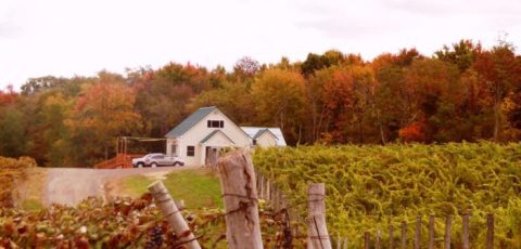 Take This Road Trip To Experience Some Of The Best Fall Foliage And Wineries In Ohio