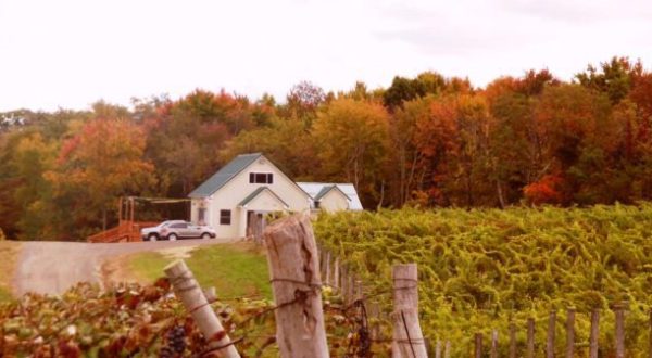 Take This Road Trip To Experience Some Of The Best Fall Foliage And Wineries In Ohio