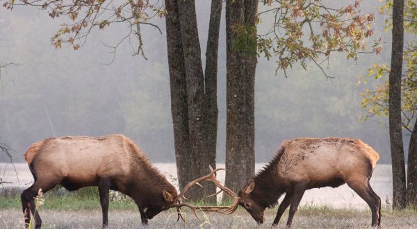 View A Wild Elk Herd In Boxley Valley For A Magical Experience In Arkansas