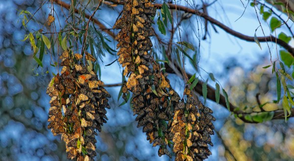 A Butterfly Migration Super Highway Could Bring Millions Of Monarchs Through Northern California This Fall