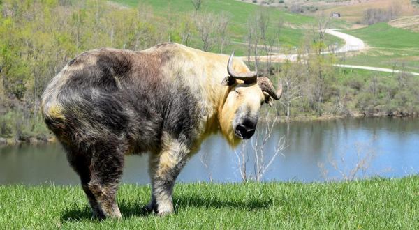 This Hidden Sanctuary South Of Cleveland Is Home To The Largest Herd Of Sichuan Takins In America