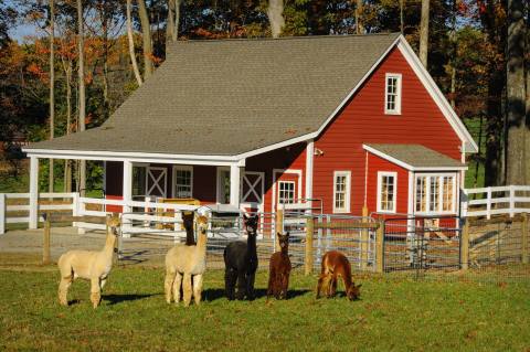 Bluebird Alpaca Farm In New Jersey Makes For A Fun Family Day Trip