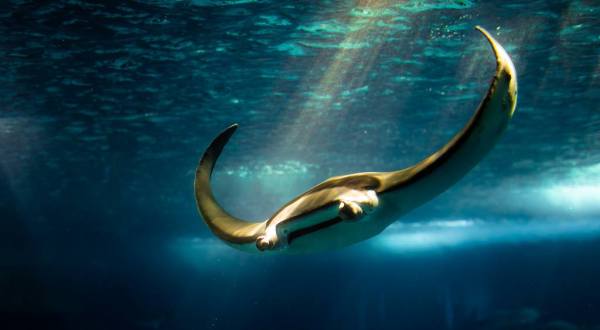 You Can Swim With Manta Rays Along Hawaii Island’s Kona Coast With SeaQuest Hawaii