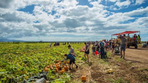 Choose From More Than A Dozen Varieties Of Pumpkins At Hawaii's Aloun Farms' 2019 Pumpkin Festival