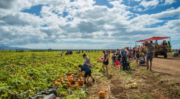 Choose From More Than A Dozen Varieties Of Pumpkins At Hawaii’s Aloun Farms’ 2019 Pumpkin Festival
