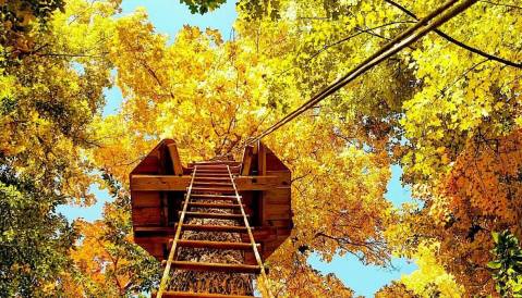 Soar Across Four Ziplines At Go Ape, A Treetop Adventure Park In Texas
