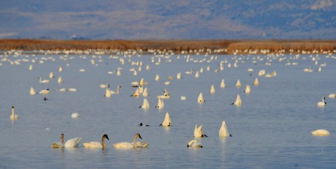 Thousands Of Tundra Swans Are Headed Straight For Utah This Fall