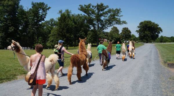 You Can Hike With Llamas At Lower Sherwood Farm In Virginia