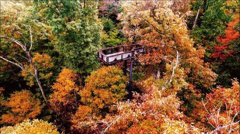 The Canopy Walkway At Bernheim Arboretum Near Cincinnati Takes You High Above The Trees