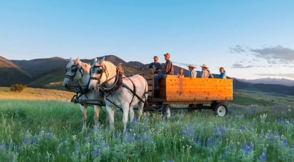 Take A Carriage Ride Through The Mountains For A Truly Unique Montana Experience