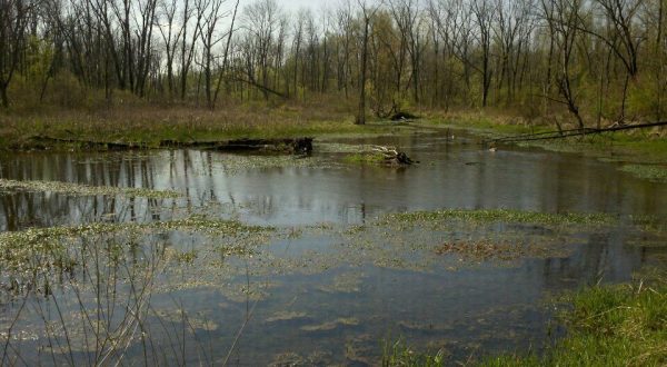 Explore Over 140 Acres Of Peaceful Wildlife At Estel Wenrick Wetlands In Ohio