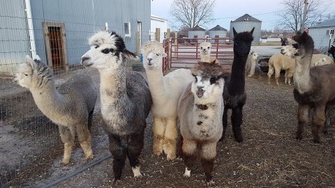 YaYa’s Alpaca Farm In Missouri Makes For A Fun Family Day Trip