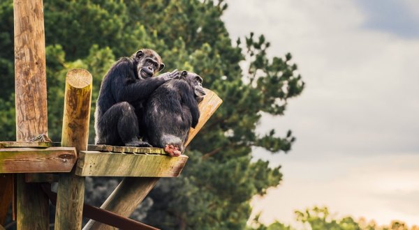 Watch Hundreds Of Chimps At The Next Discovery Day At Chimp Haven In Louisiana