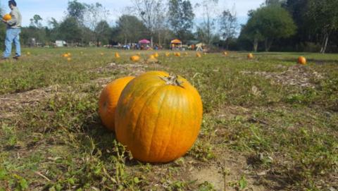 Get Your Fill Of Fall Fun And Tasty BBQ At Farmer Browns Southern Farm In Mississippi