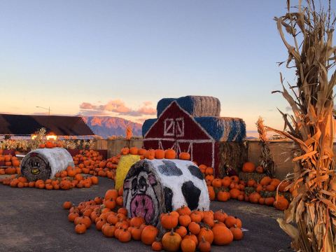 These 7 Charming Pumpkin Patches In New Mexico Are Picture Perfect For A Fall Day