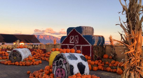 These 7 Charming Pumpkin Patches In New Mexico Are Picture Perfect For A Fall Day