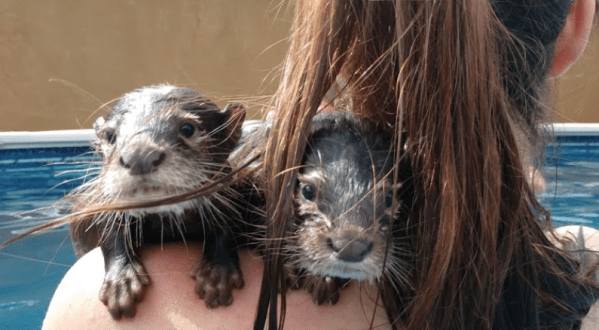 You Can Swim With Otters At Barn Hill Preserve In Louisiana