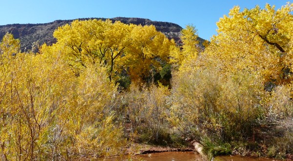 Fall Is Here And These Are The 7 Best Places To See The Changing Leaves In New Mexico