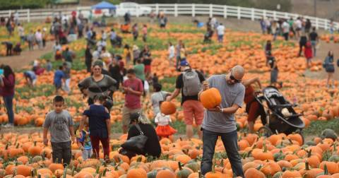 There's Nothing Better Than This Pumpkin Festival In Southern California