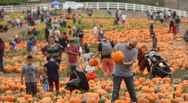 There’s Nothing Better Than This Pumpkin Festival In Southern California