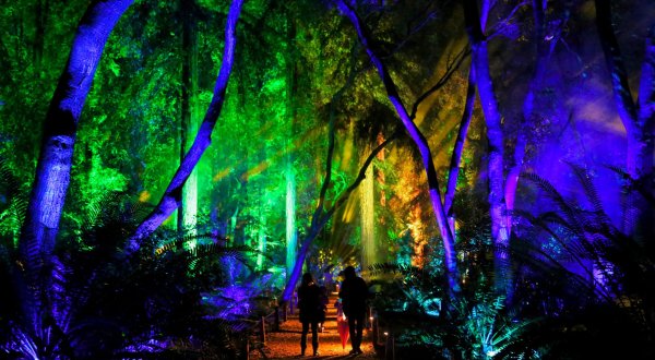 The Enchanted Forest Of Light In Southern California Is A Magical Wintertime Fairyland Experience