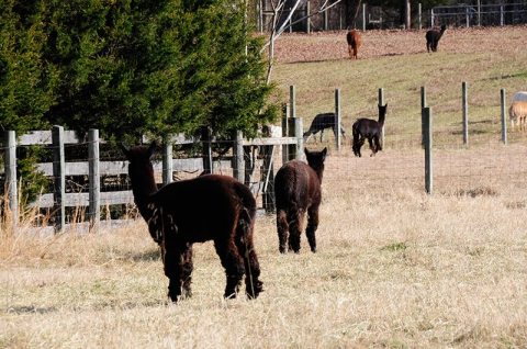 Villa de Alpacas Farm In Maryland Makes For A Fun Family Day Trip