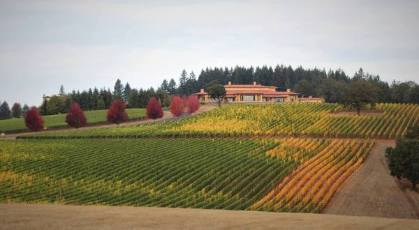 Road Trip To Up To 15 Different Vineyards On Oregon’s NW Wine Shuttle