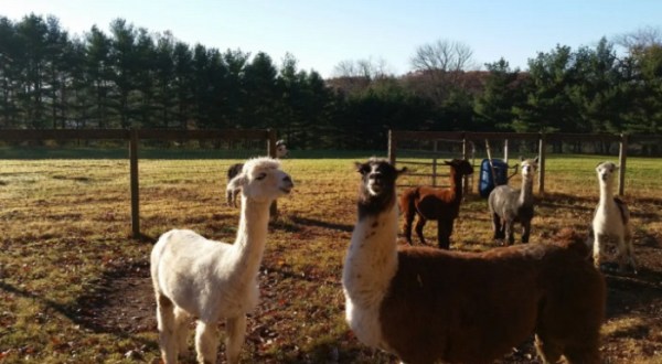 There’s A Guesthouse On This Alpaca Farm In Pennsylvania And You Simply Have To Visit