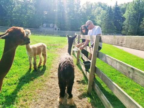 Eclipse Alpacas Near Detroit Makes For A Fun Family Day Trip