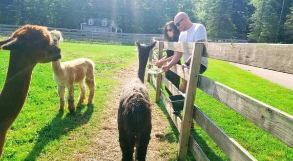 Eclipse Alpacas Near Detroit Makes For A Fun Family Day Trip