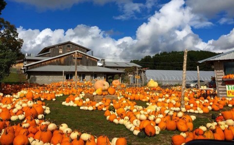 Smash Pumpkins, Sip Wine, And Visit With Animals At Pond Hill Farm In Michigan