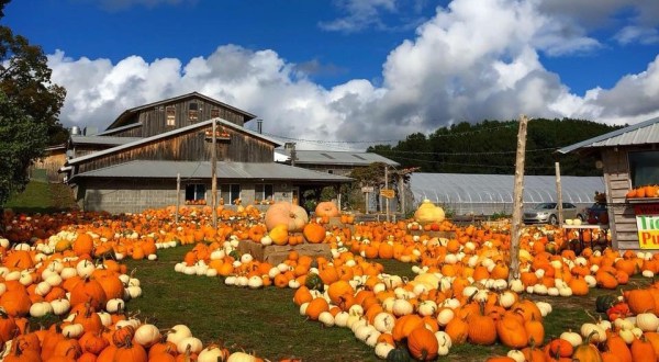 Smash Pumpkins, Sip Wine, And Visit With Animals At Pond Hill Farm In Michigan