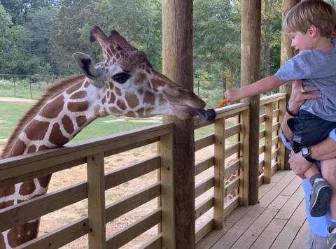 Feed Giraffes, Ride Camels, And Enjoy Other Up Close Animal Encounters At Mississippi's Safari Wild   