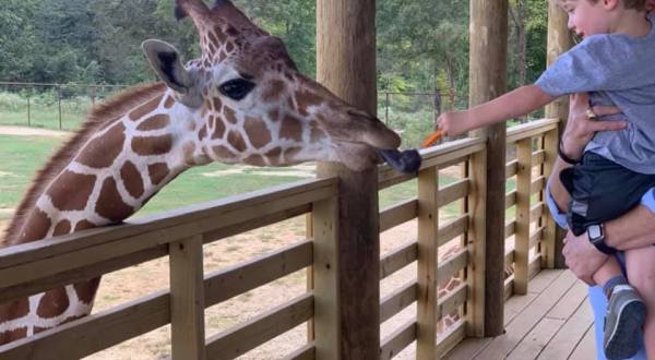 Feed Giraffes, Ride Camels, And Enjoy Other Up Close Animal Encounters At Mississippi’s Safari Wild   