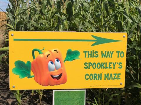 Get Lost In Nelson's Pumpkin Patch And Corn Maze In North Dakota This Autumn