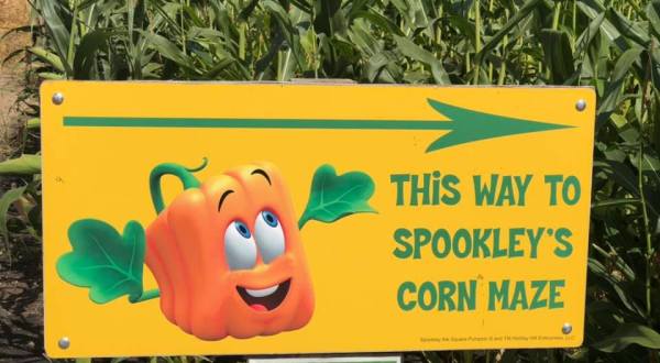 Get Lost In Nelson’s Pumpkin Patch And Corn Maze In North Dakota This Autumn