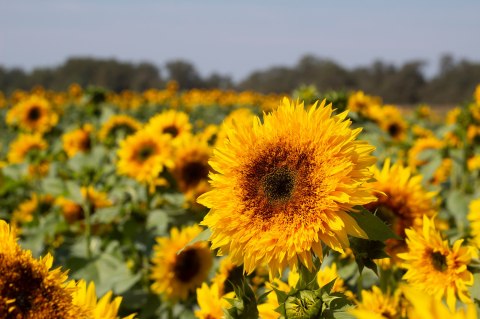 New Jersey's Holland Ridge Farms Offers A 50-Acre Sunflower Field That’s Just As Magnificent As It Sounds